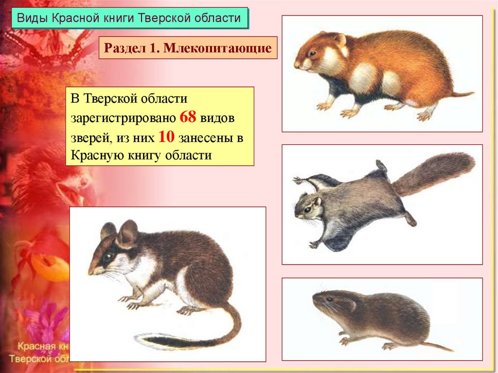 Животные тверской области из красной книги фото и описание