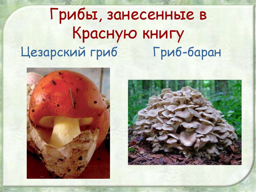 Картинки из красной книги грибы