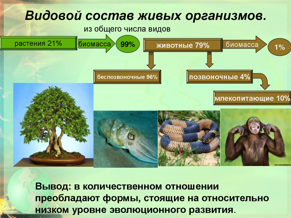 Презентация по биологии сообщества живых организмов