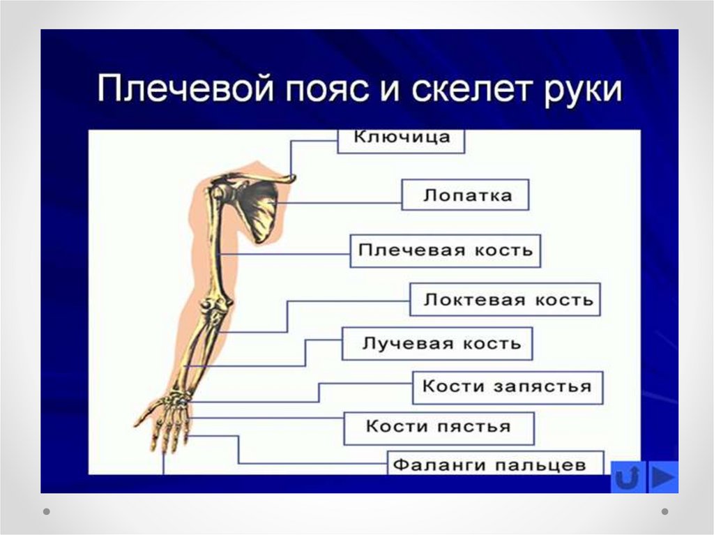 Из каких частей состоит рука человека фото и название