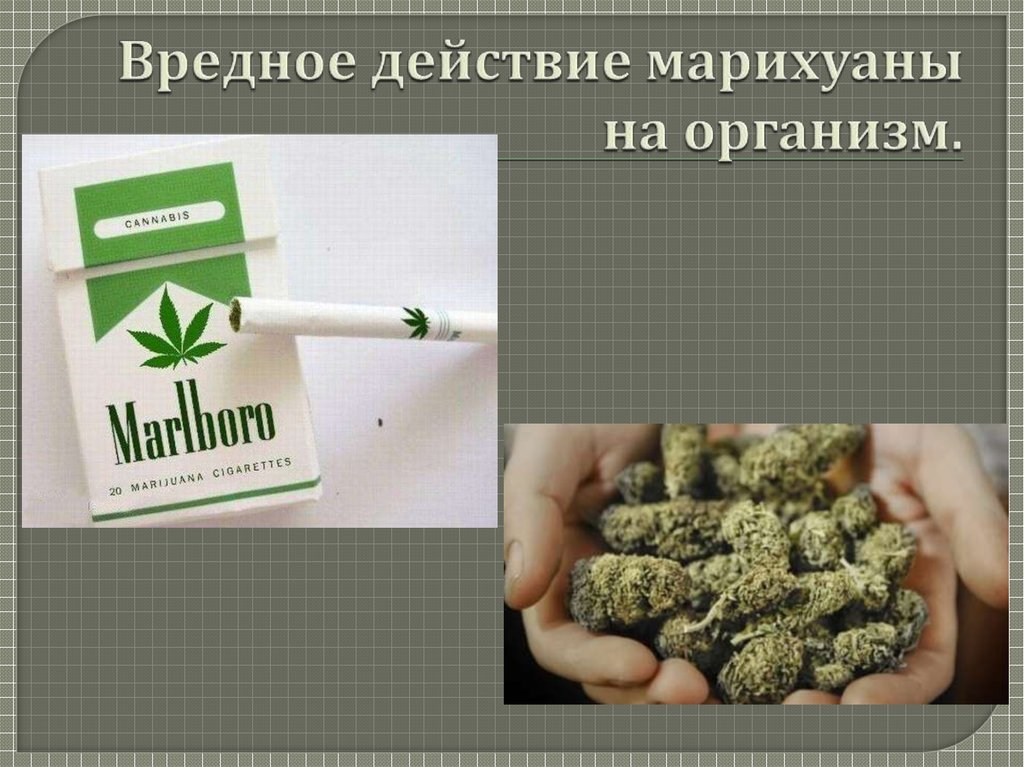 Вредное действие марихуаны на организм.
