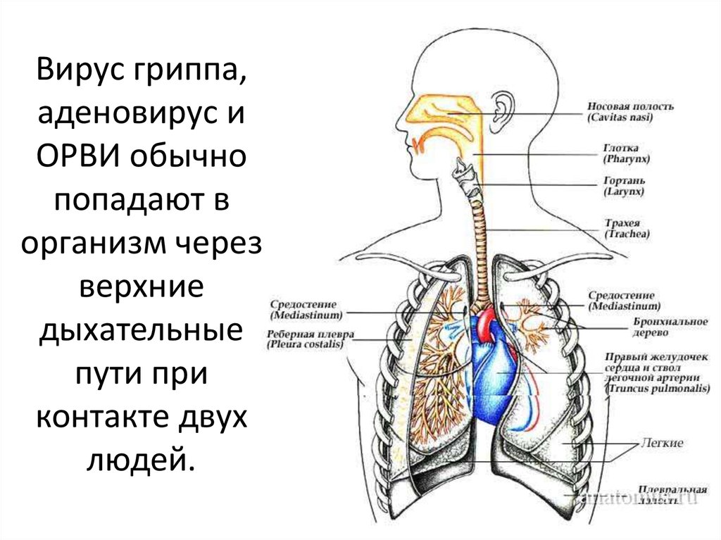 Рисунок дыхательной системы схема