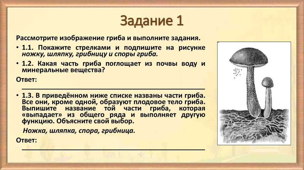 Какой тип питания характерен для мухомора изображенного на рисунке обоснуйте свой ответ