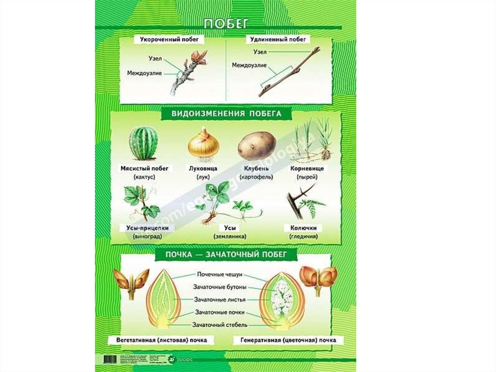 Шпаргалки по биологии с картинками