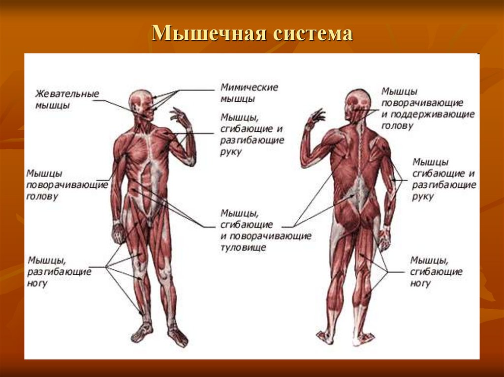 Мышечная система схема