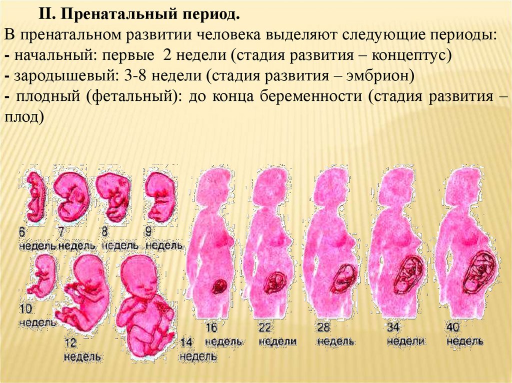 Пренатальное развитие картинки