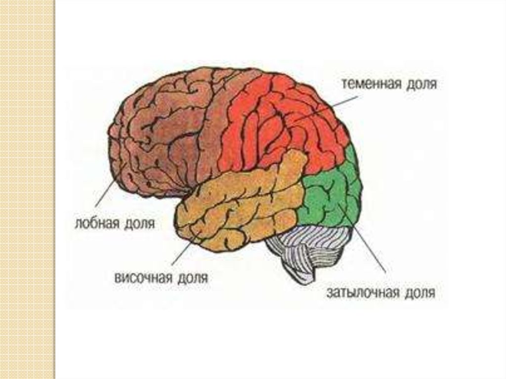 Доли коры головного мозга рисунок