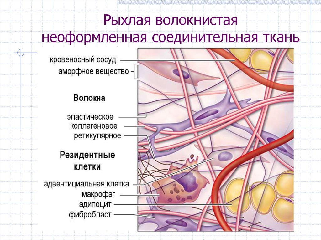 Волокнистая соединительная ткань картинки