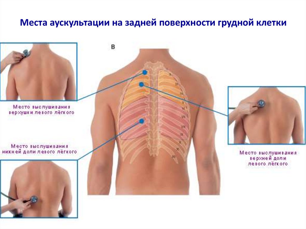 Легкие фото где находятся у человека сзади и спереди