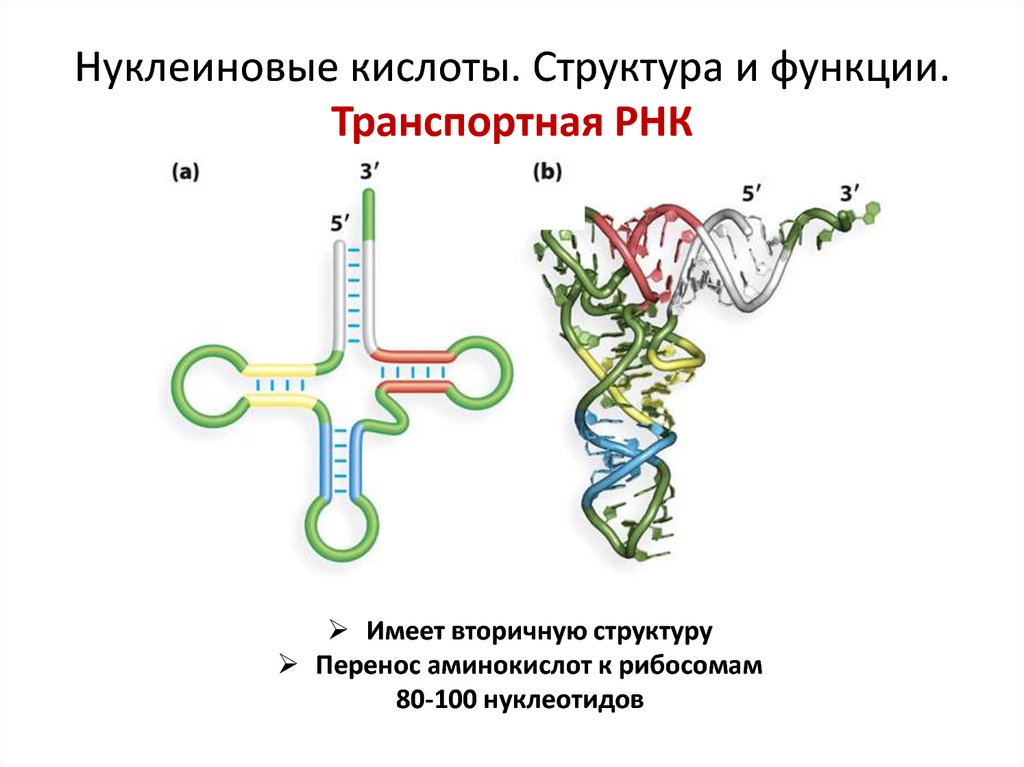 Фиксатор intactrna для стабилизации рнк в биологических образцах