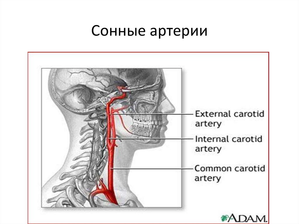 Сонная артерия на шее расположение с какой стороны фото у человека