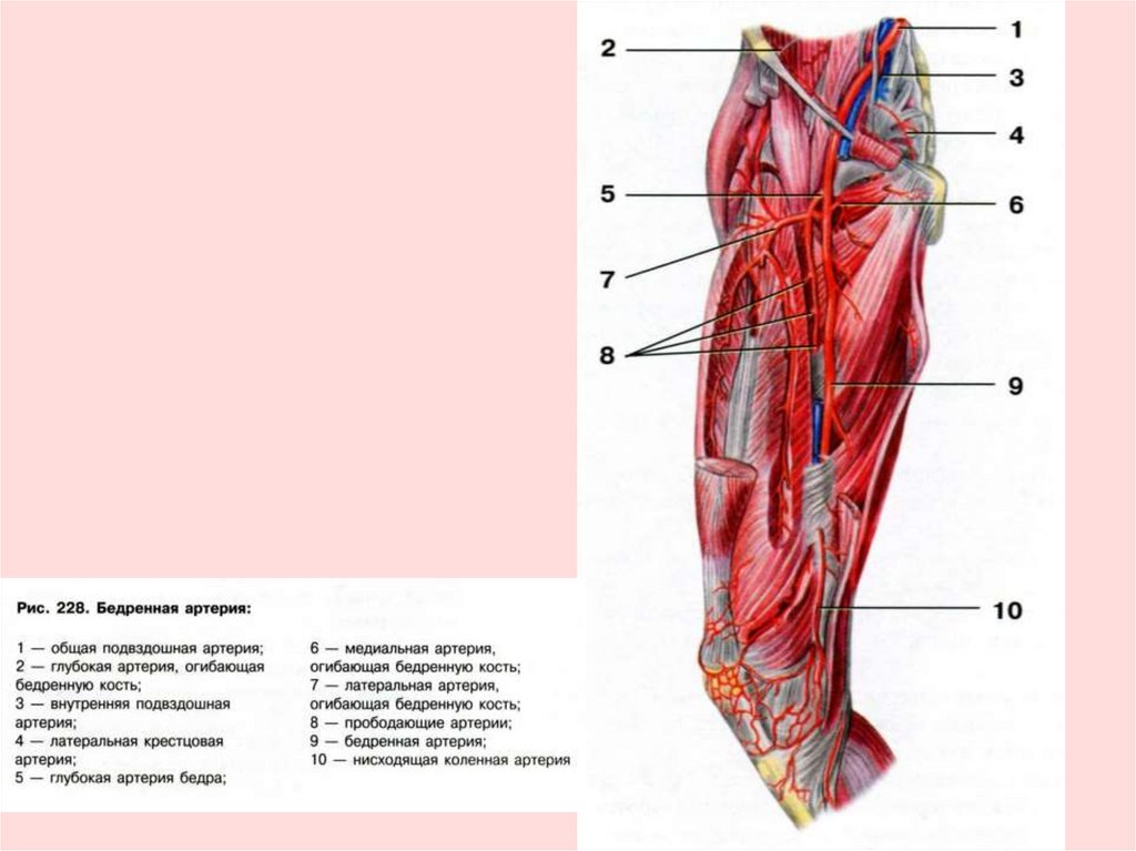 Где проходит артерия на ноге у человека фото
