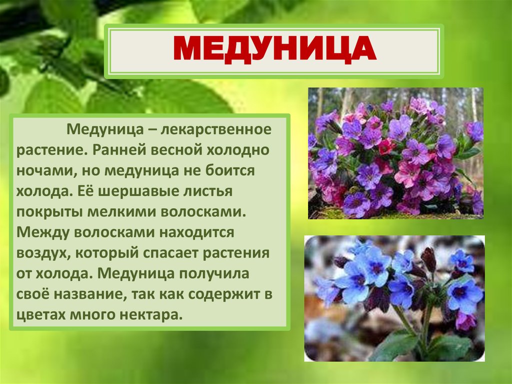 Медуница презентация