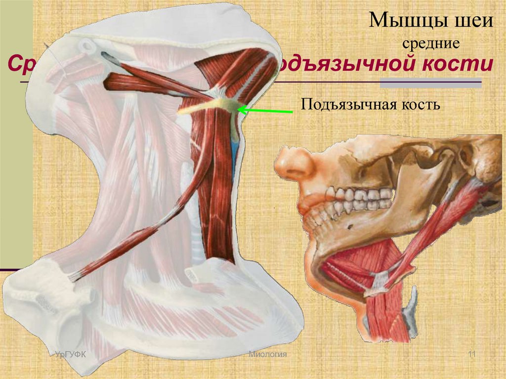 Мышцы прикрепляющиеся к подъязычной кости