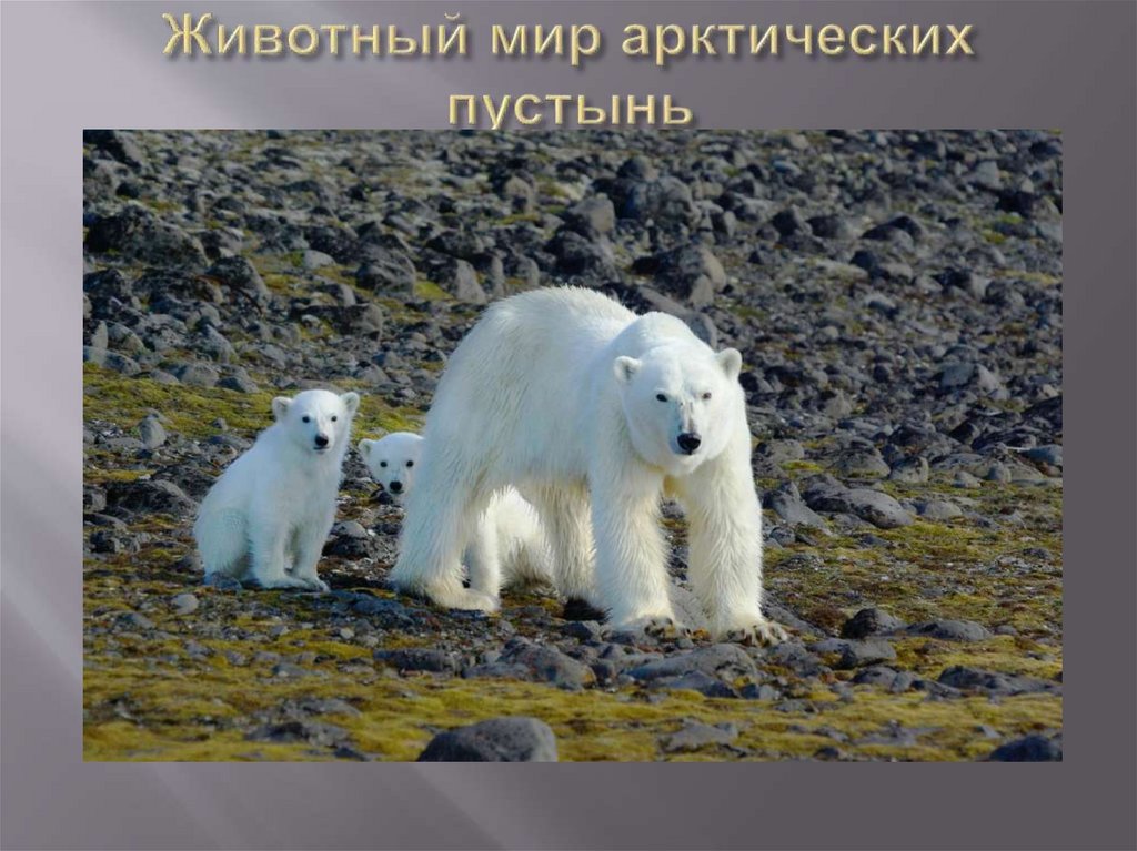Животный мир арктических пустынь
