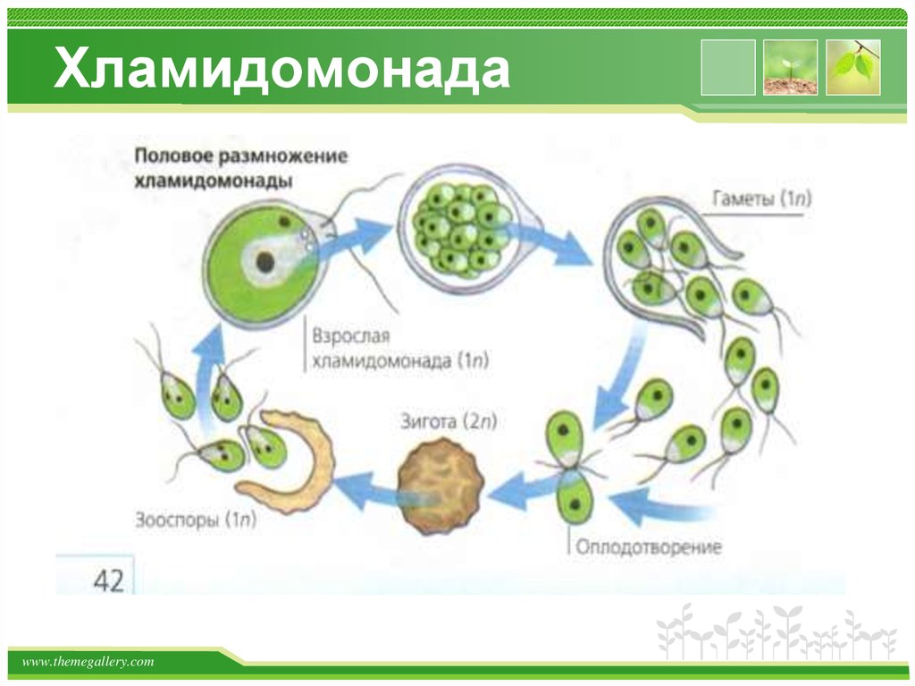 Схема размножения хламидомонады биология 5 класс