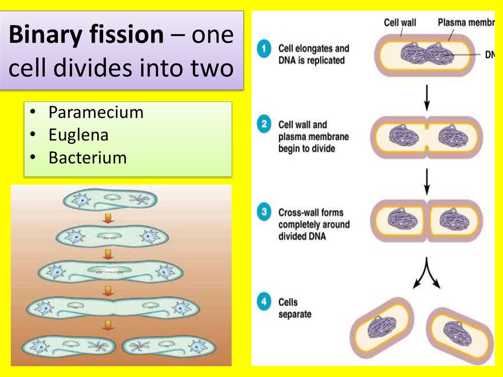 Binary fission – one cell divides into two