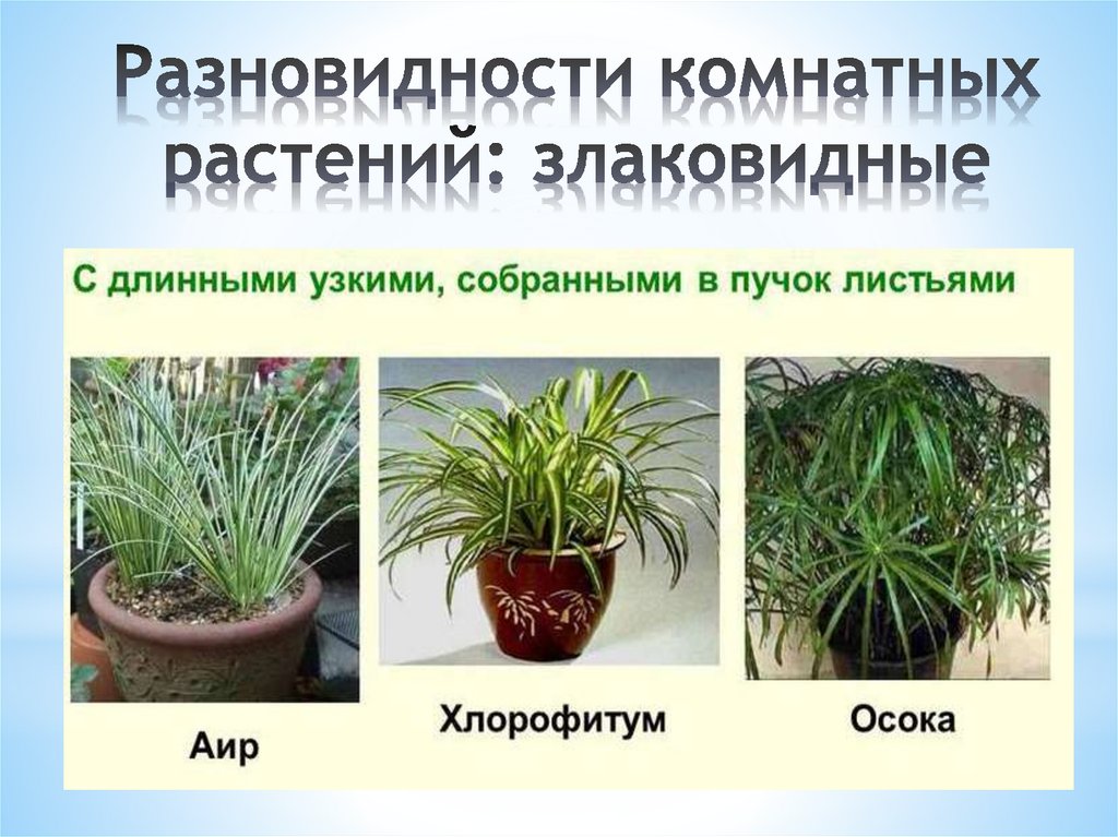 Разновидности комнатных растений: злаковидные