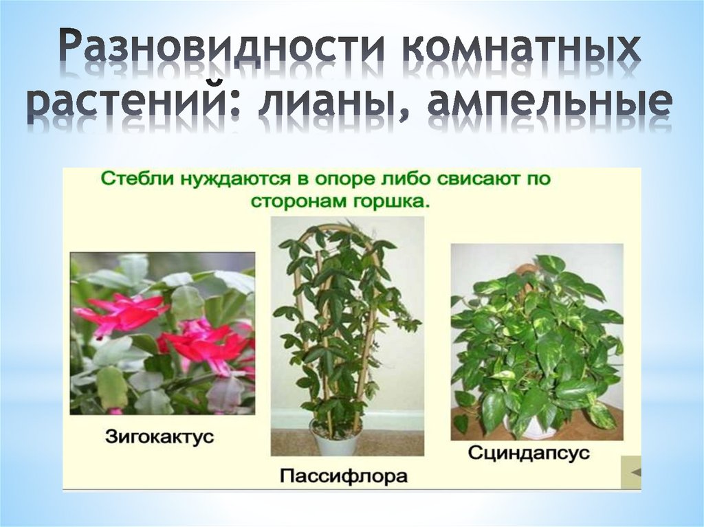 Разновидности комнатных растений: лианы, ампельные