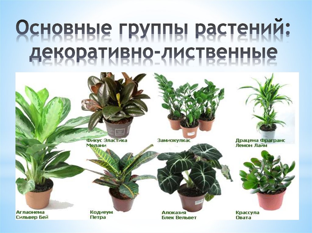 Основные группы растений: декоративно-лиственные