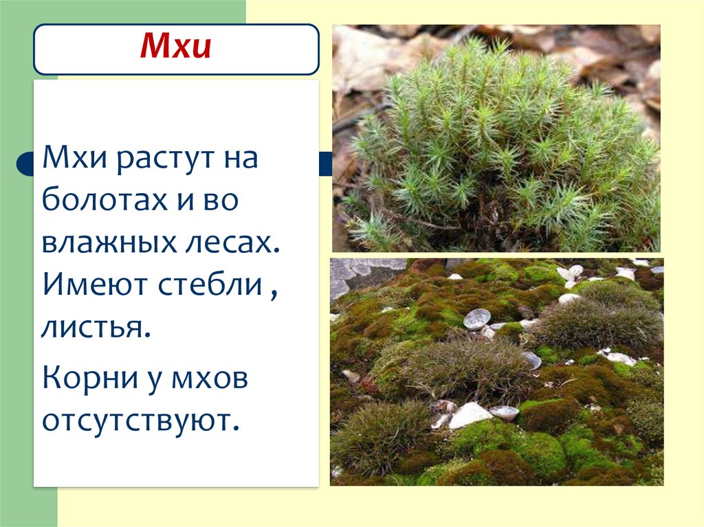 Рассмотрите фотографии двух видов мха сплахнума они растут на помете животных и отличаются необычно