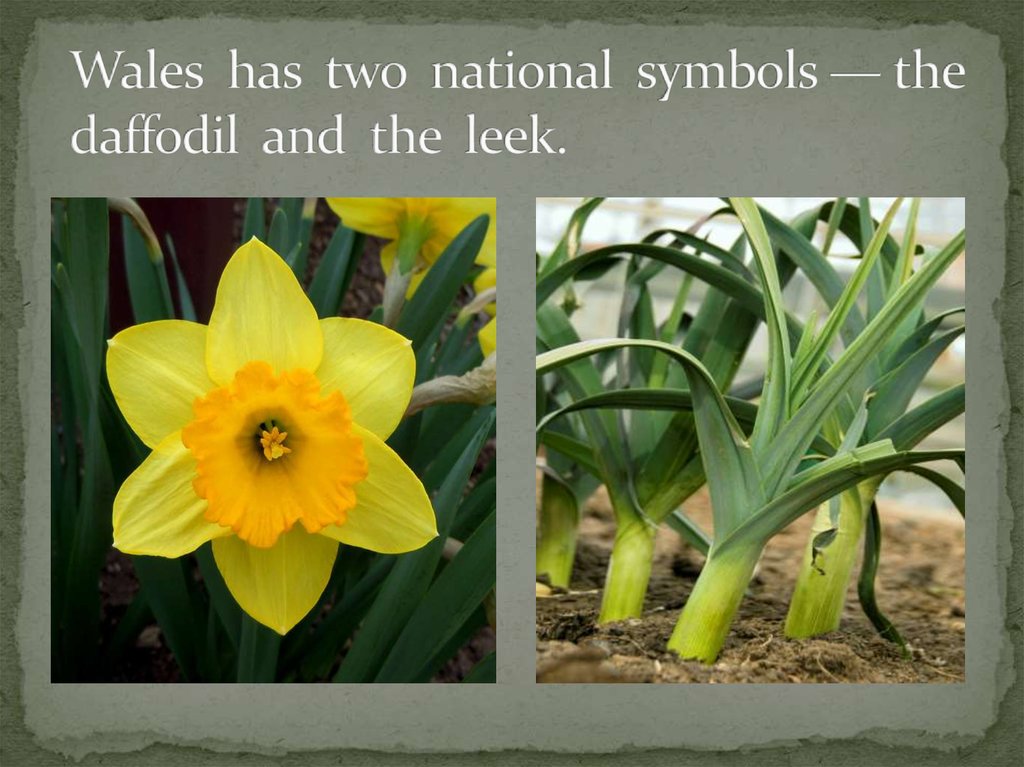 Wales has two national symbols — the daffodil  and  the leek.