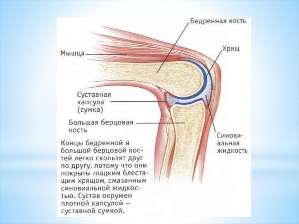 Коленный сустав картинки анатомия