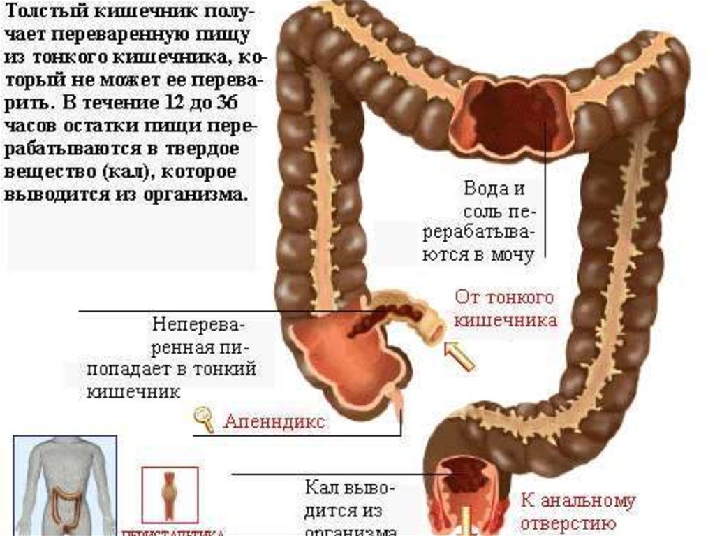 Схема толстого кишечника