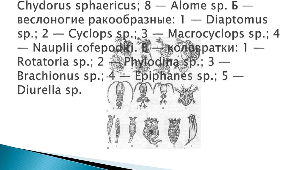зообентосА — ветвистоусые ракообразные: 1 — Daphnia pulex; 2 — Daphnia longispina; 3 — Ceriodaphnia sp.; 4 — Simosephalus sp.;