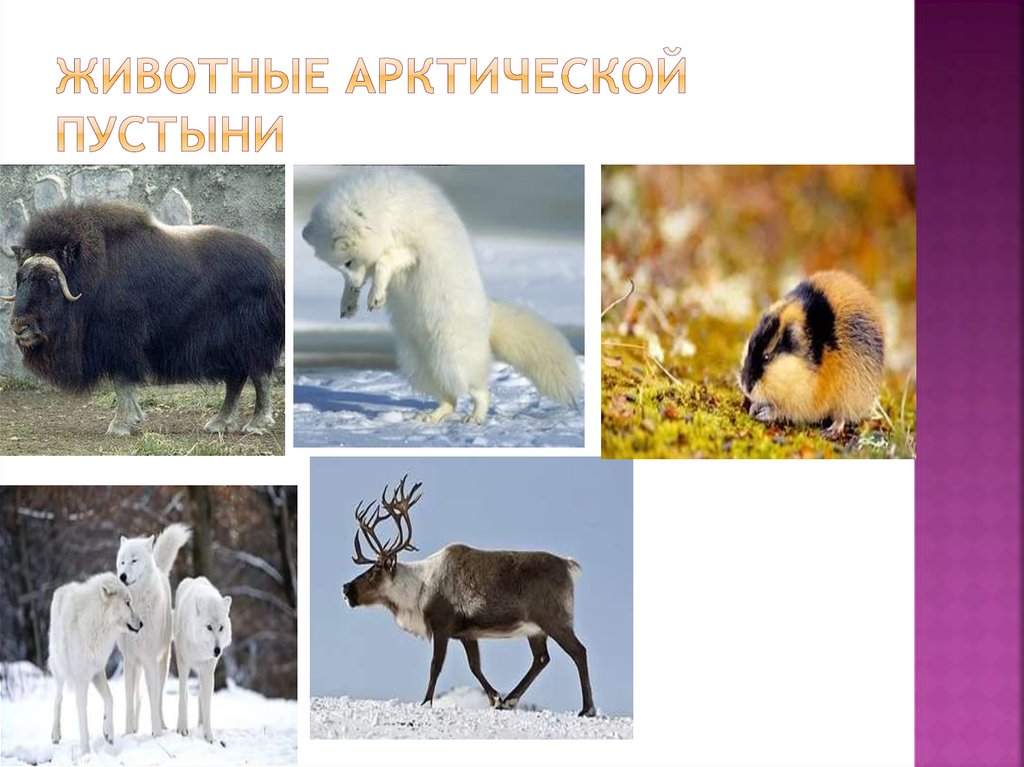 Животные арктической пустыни