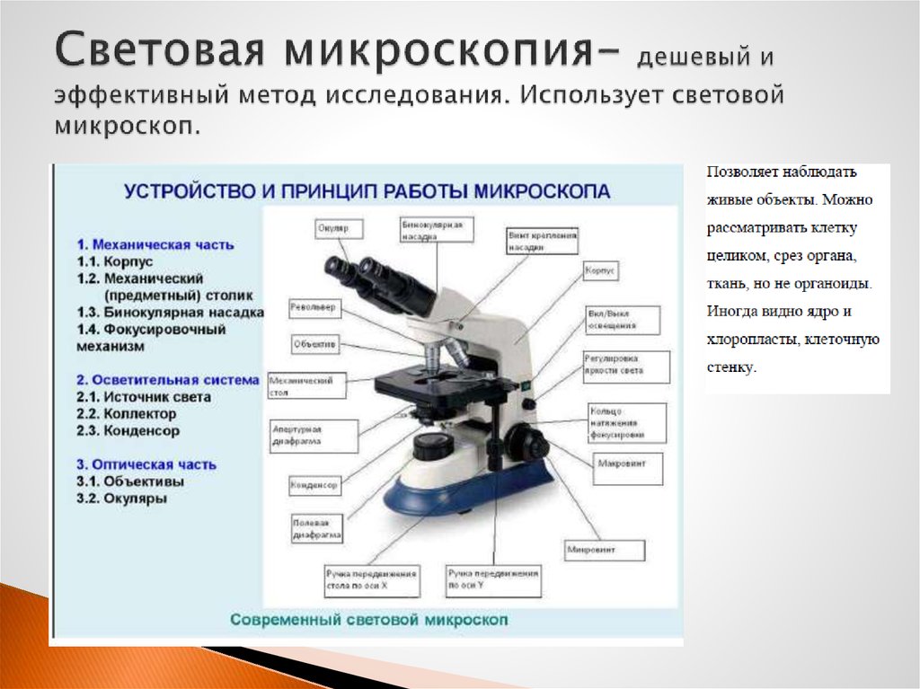 Как называют научный метод которым пользуется изображенный на фотографии ученый зоолог метод