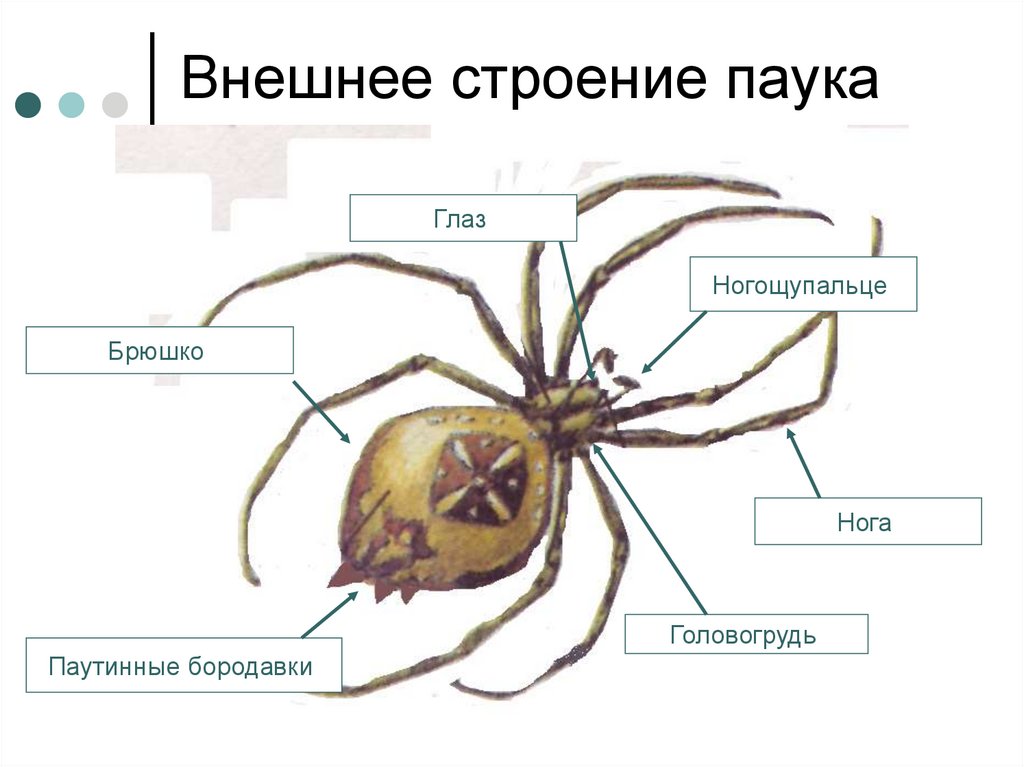 Каким номером на рисунке обозначены органы выделения насекомых и паукообразных