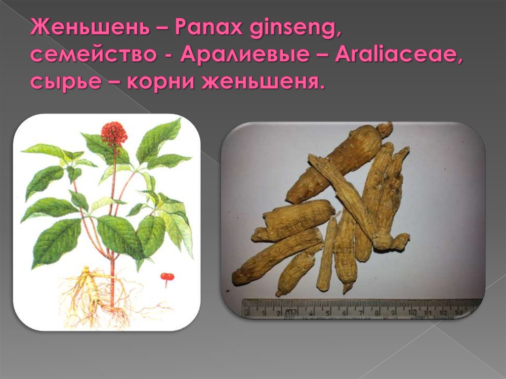 Женьшень – Panax ginseng, семейство - Аралиевые – Araliaceae, сырье – корни женьшеня.