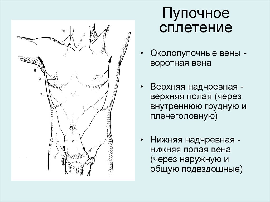 3 Вены В Пуповине