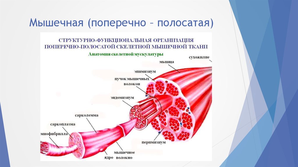 Схема строения поперечно полосатого мышечного волокна