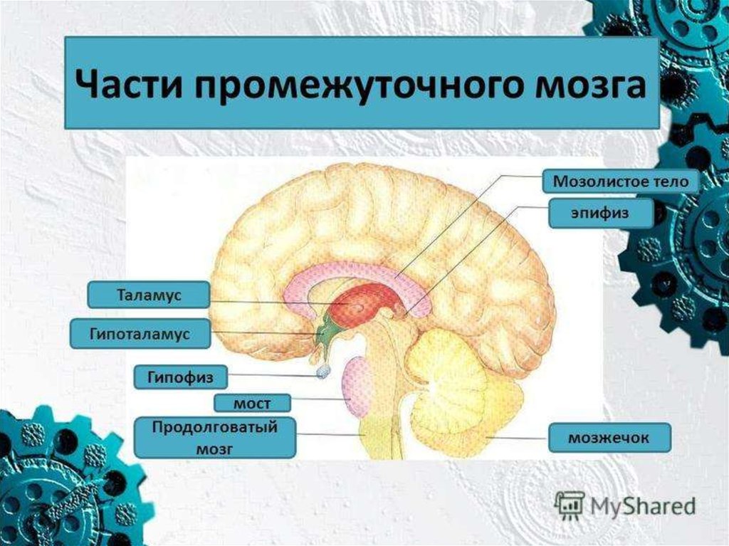 Промежуточный мозг на картинке