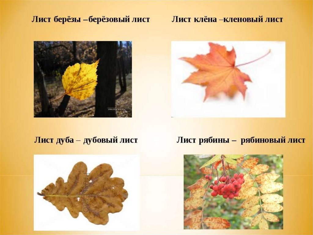 Презентация на тему деревья для дошкольников