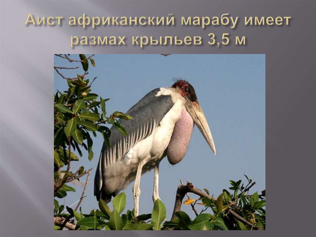 Аист африканский марабу имеет размах крыльев 3,5 м