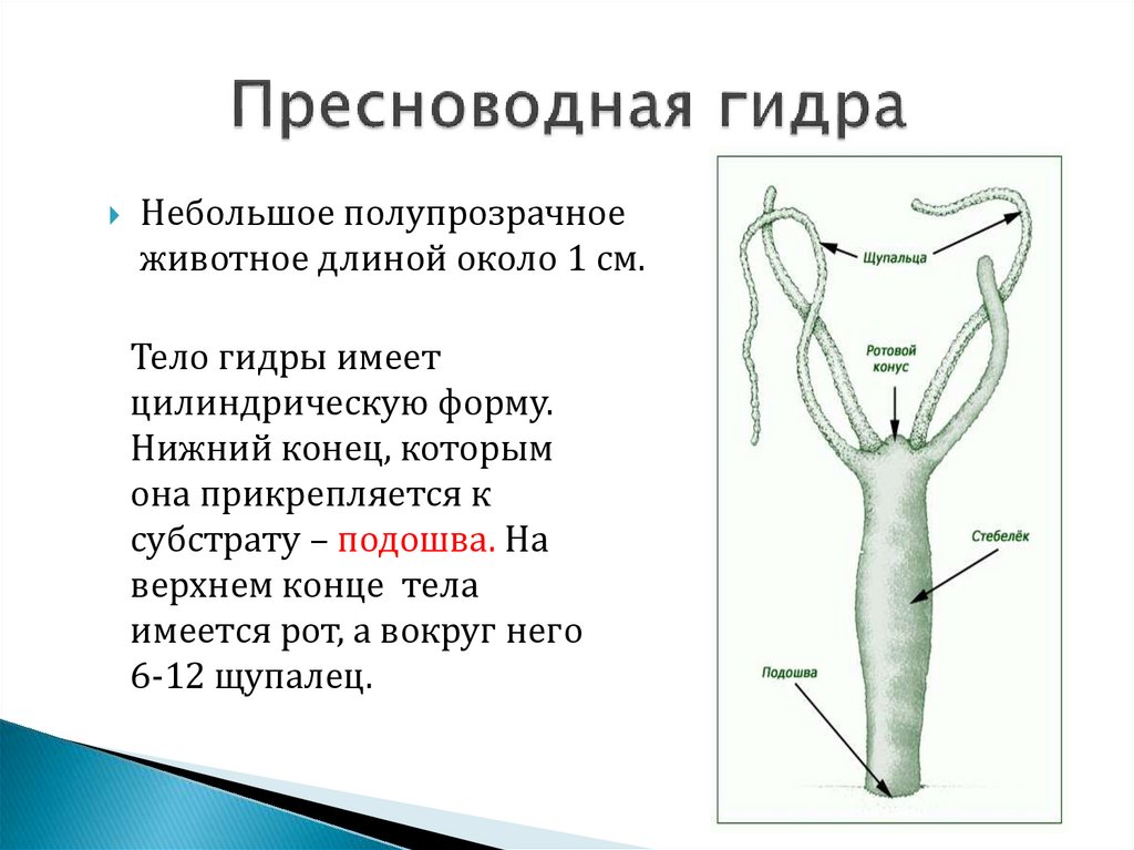 Гидра пресноводная рисунок