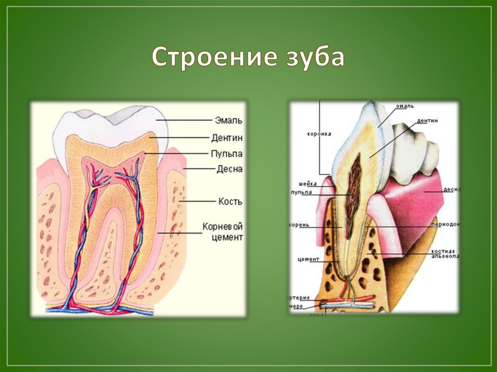 Анатомическое строение зуба рисунок