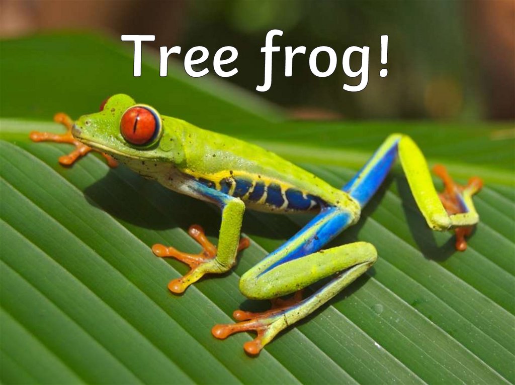 Tree frog!