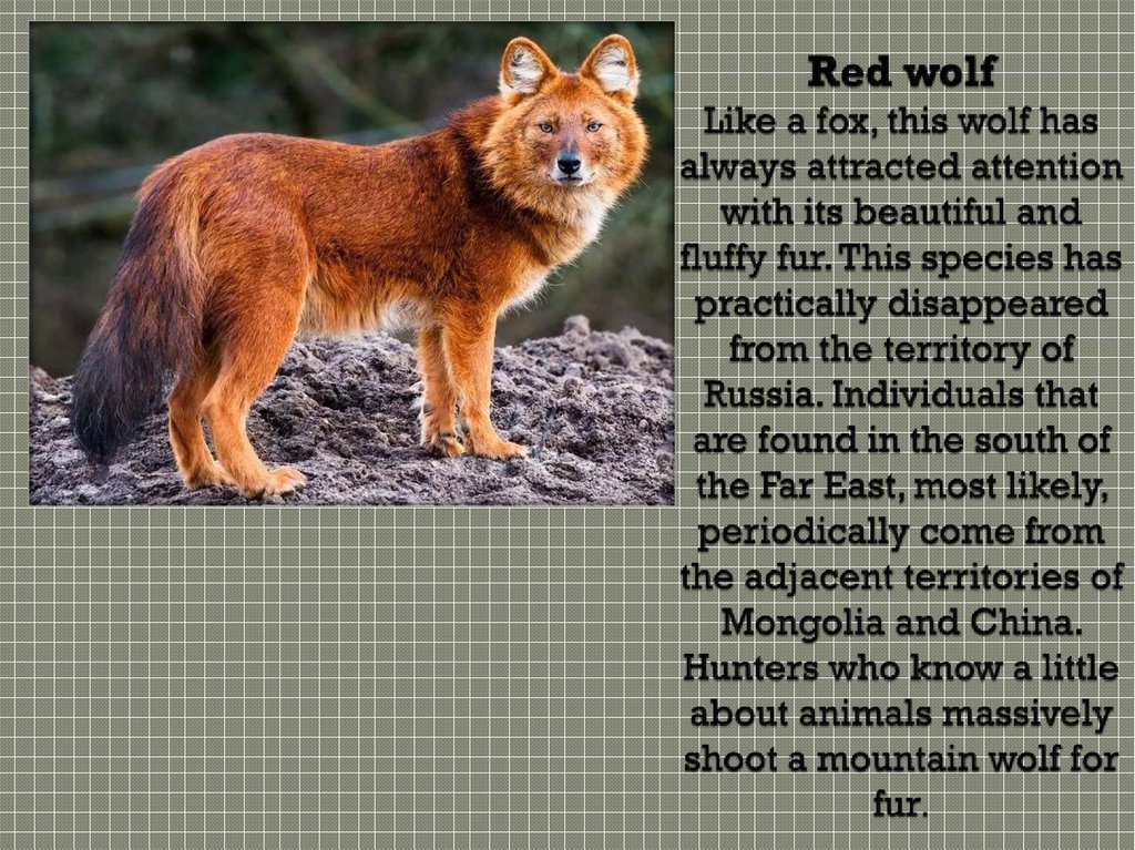 Red wolf Like a fox, this wolf has always attracted attention with its beautiful and fluffy fur. This species has practically