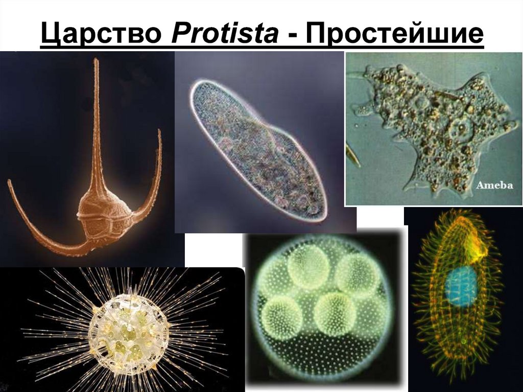 Простейшие картинки биология