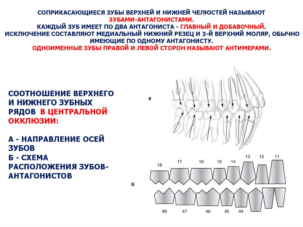 Дни Антагонисты Для Стрижки