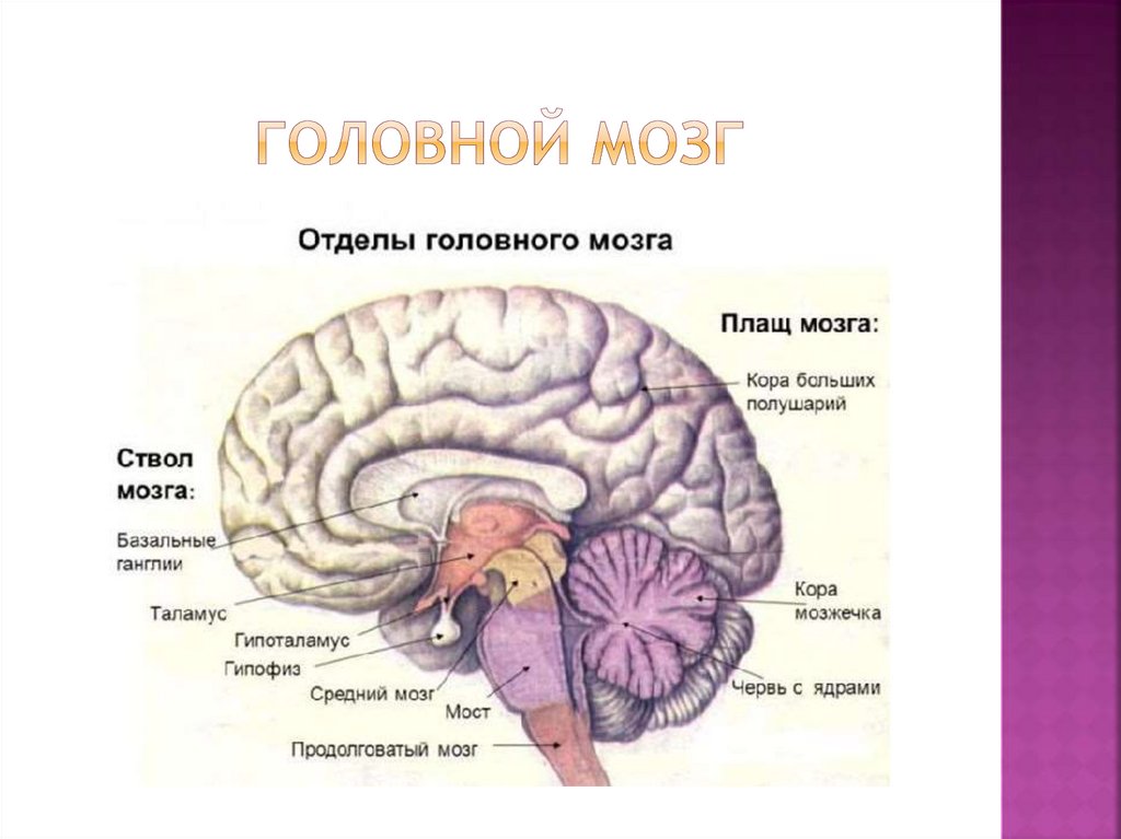 Задний мозг картинки