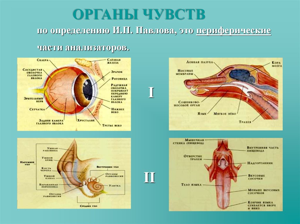 Схема органы чувств