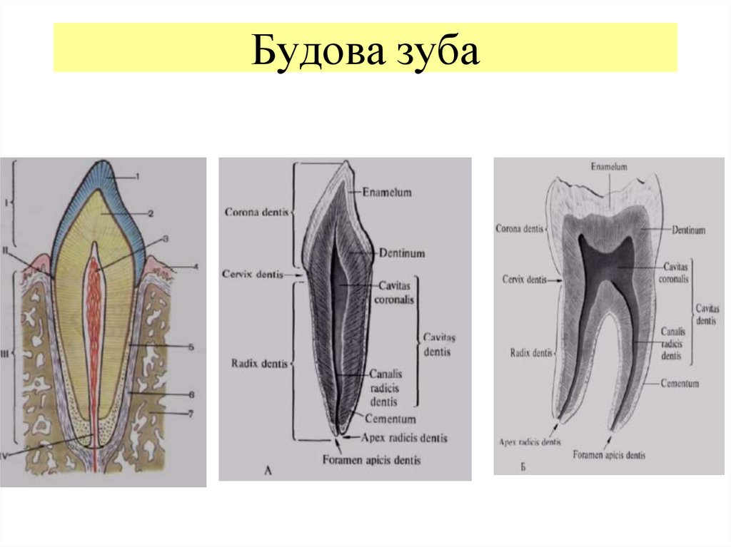 Внутреннее строение зуба рисунок