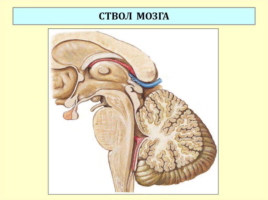 Ствол мозга картинка