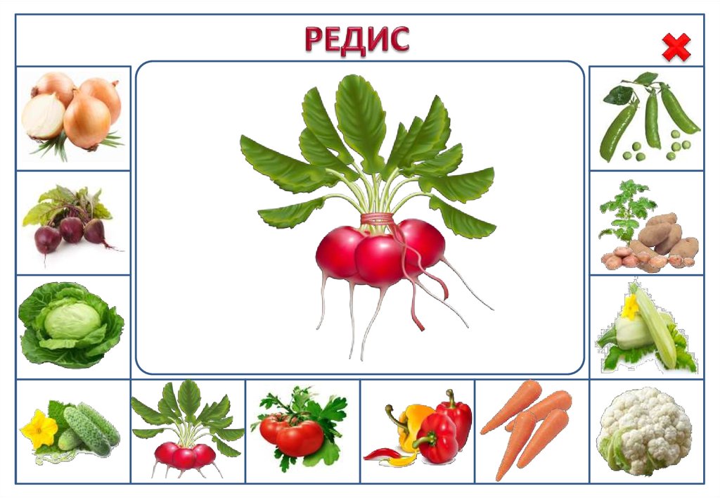 Картинки для игры овощи