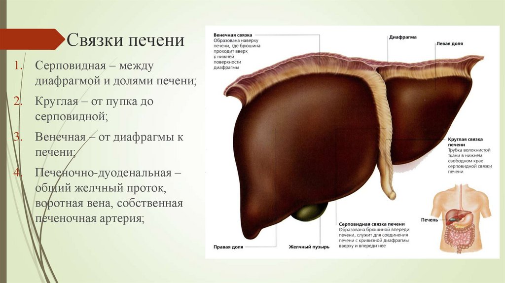 Свиная Брюшина Рецепт С Фото